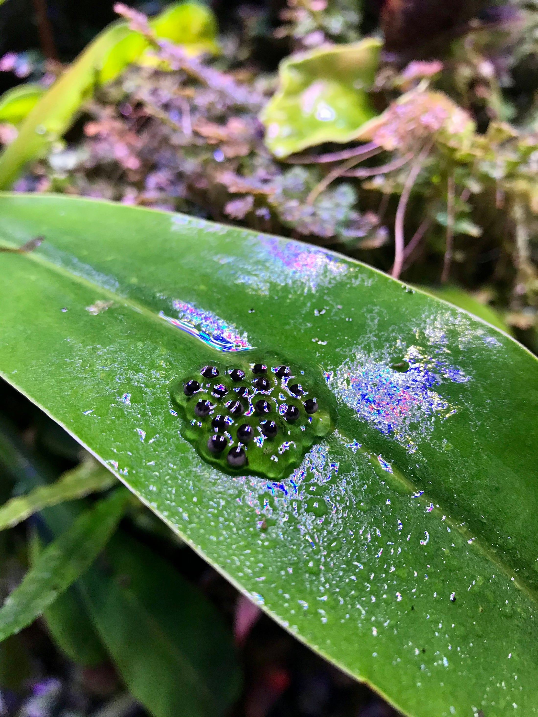 How to Care for Dart Frog Eggs NCDartFrogs