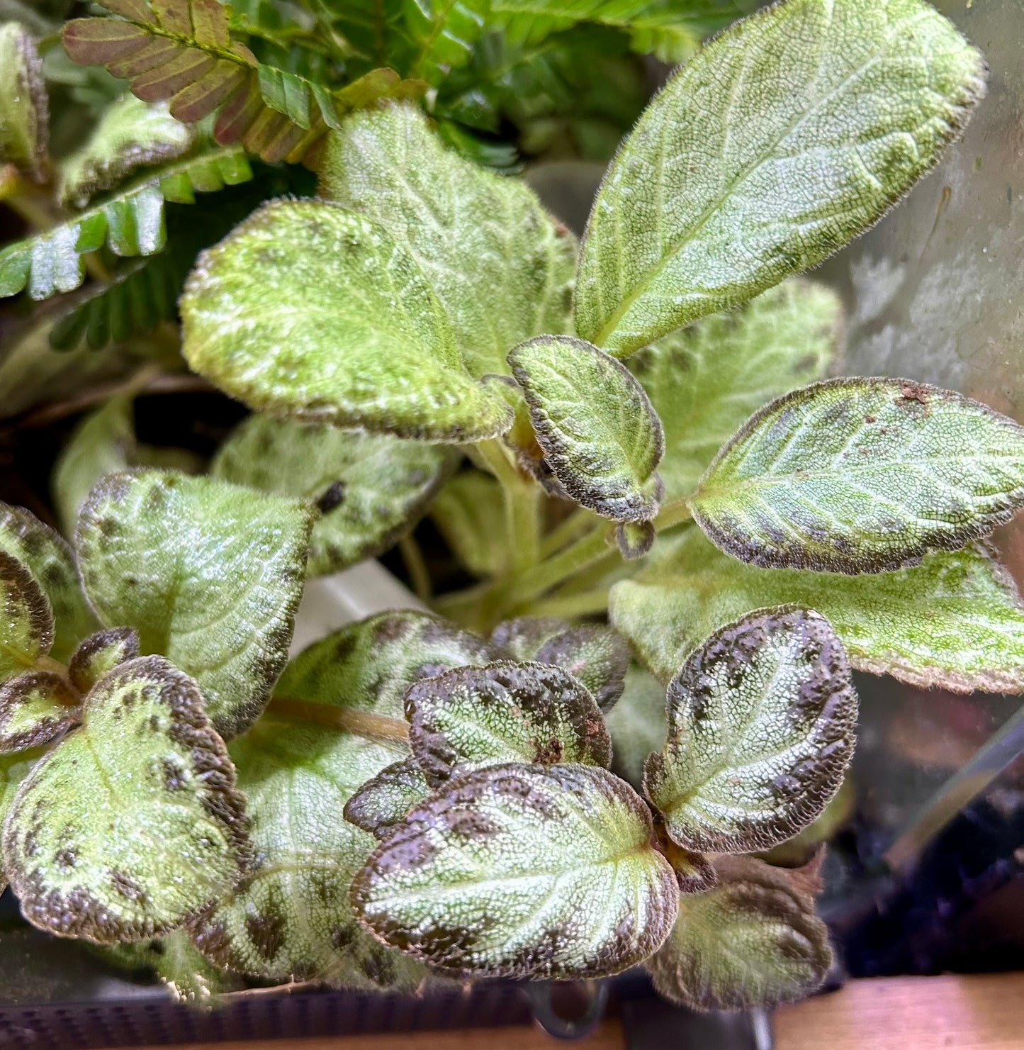 Episcia “Silver Skies”