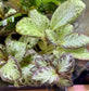 Episcia “Silver Skies”