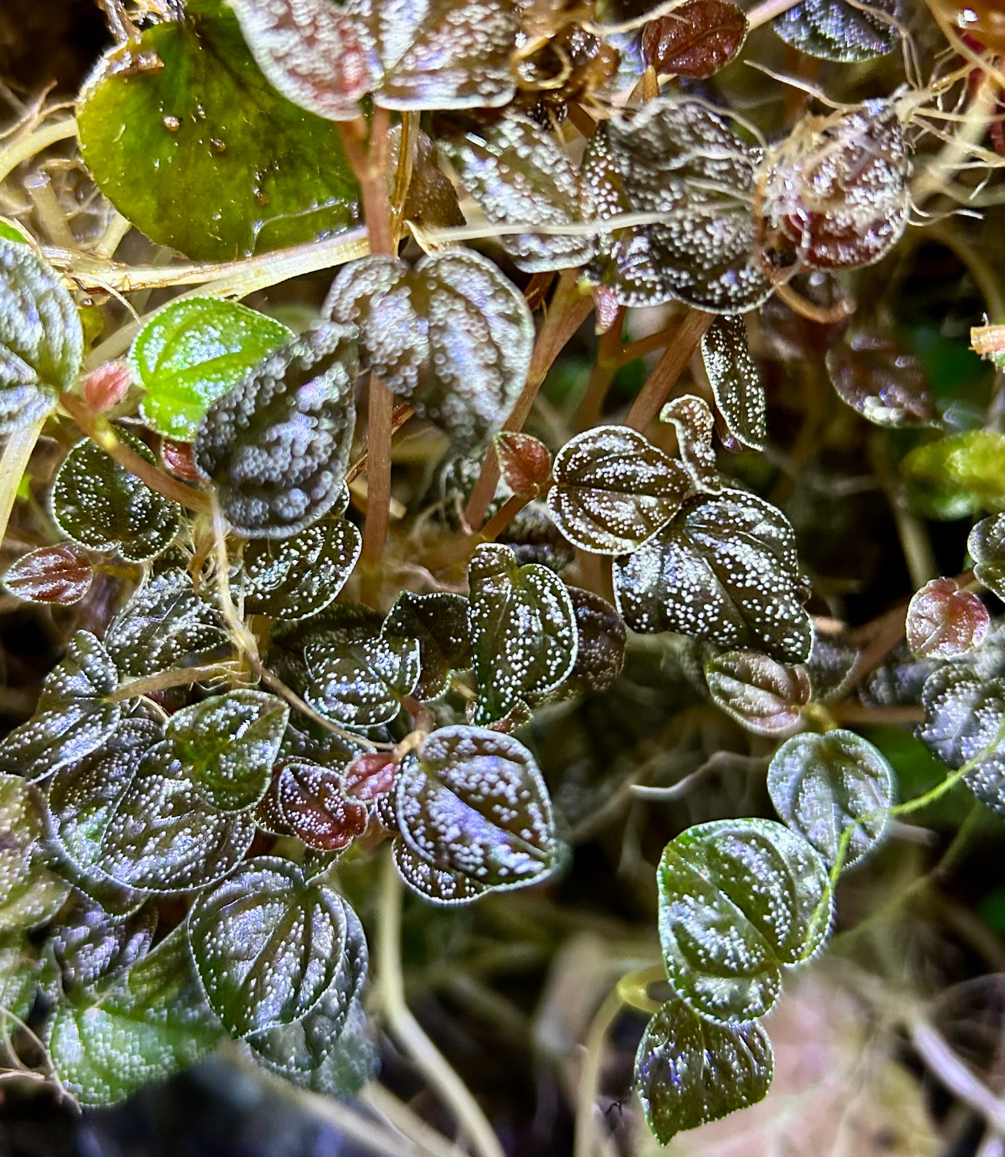 Peperomia antoniana
