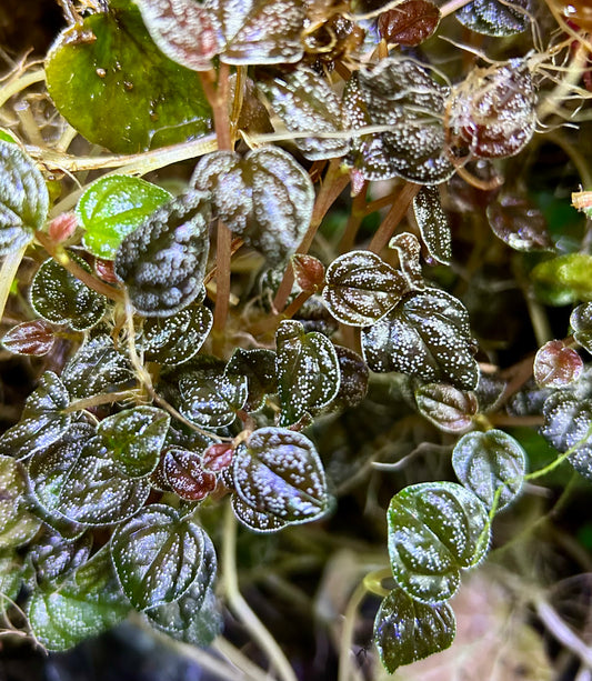 Peperomia antoniana
