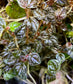 Peperomia antoniana