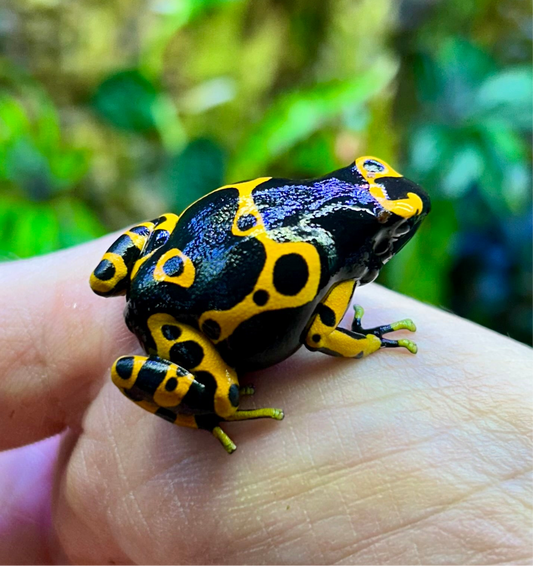 Dendrobates leucomelas “Clown”