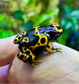 Dendrobates leucomelas “Clown”