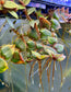 Teddy Bear Vine (Cyanotis kewensis)