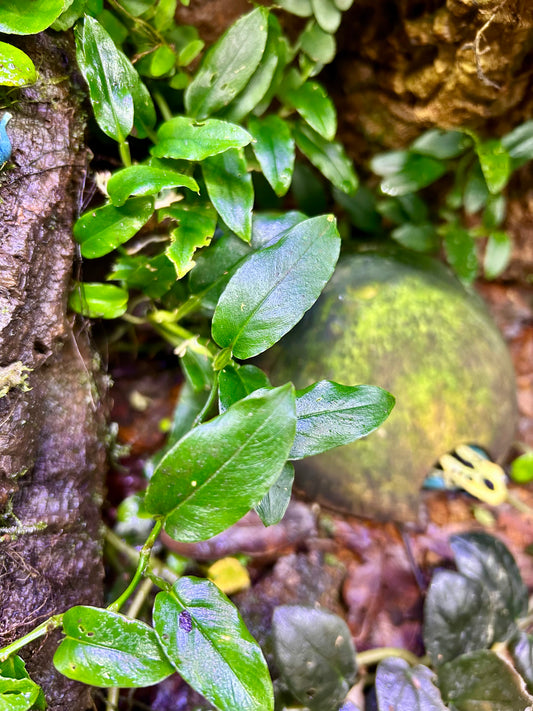 Philodendron sp. “Lance”