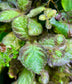 Episcia “Silver Skies”