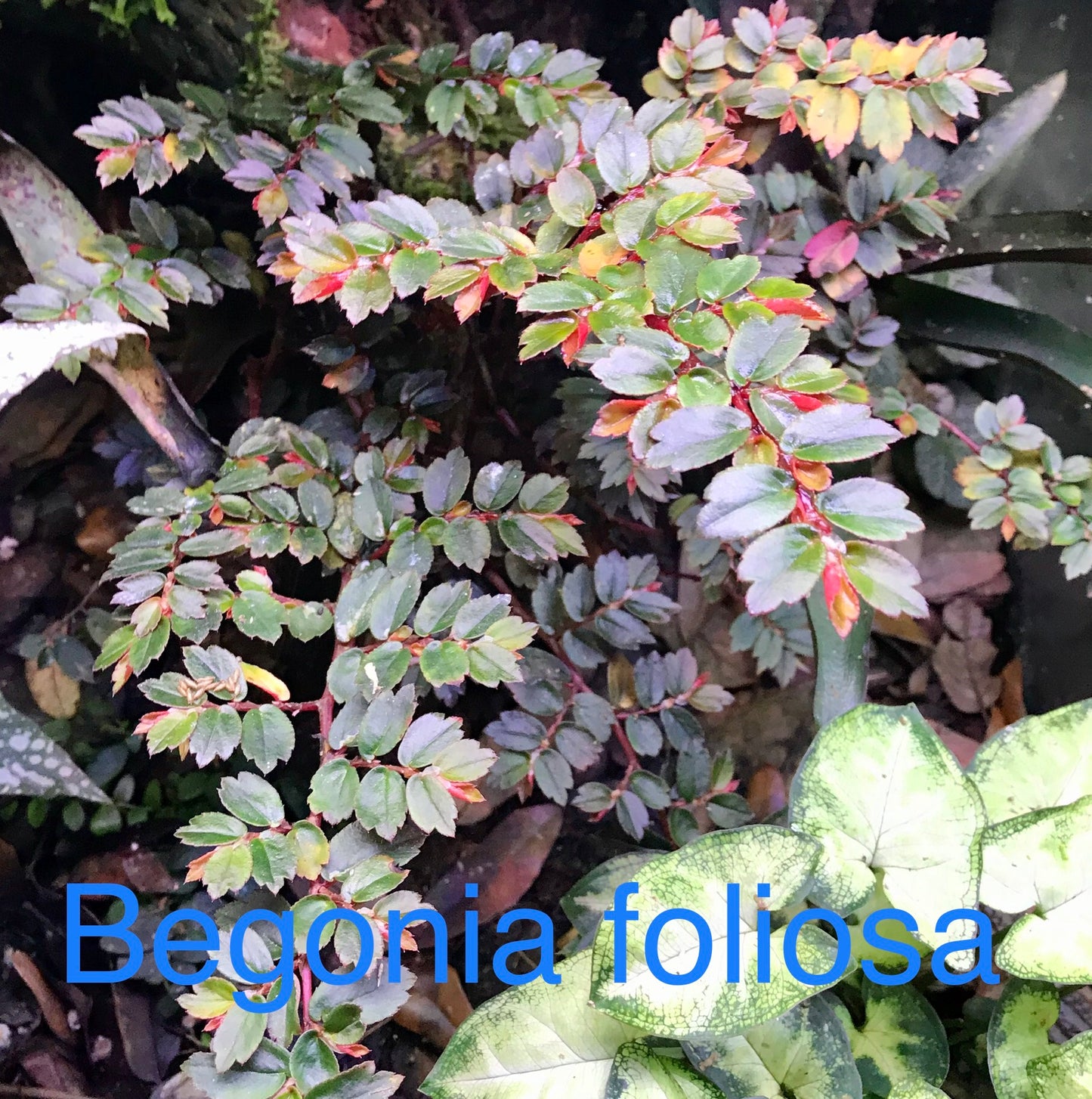 Begonia foliosa