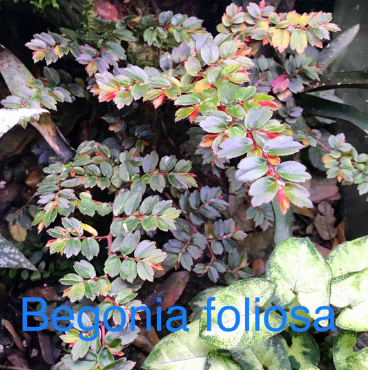 Begonia foliosa