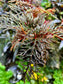 Begonia bipinnatifida