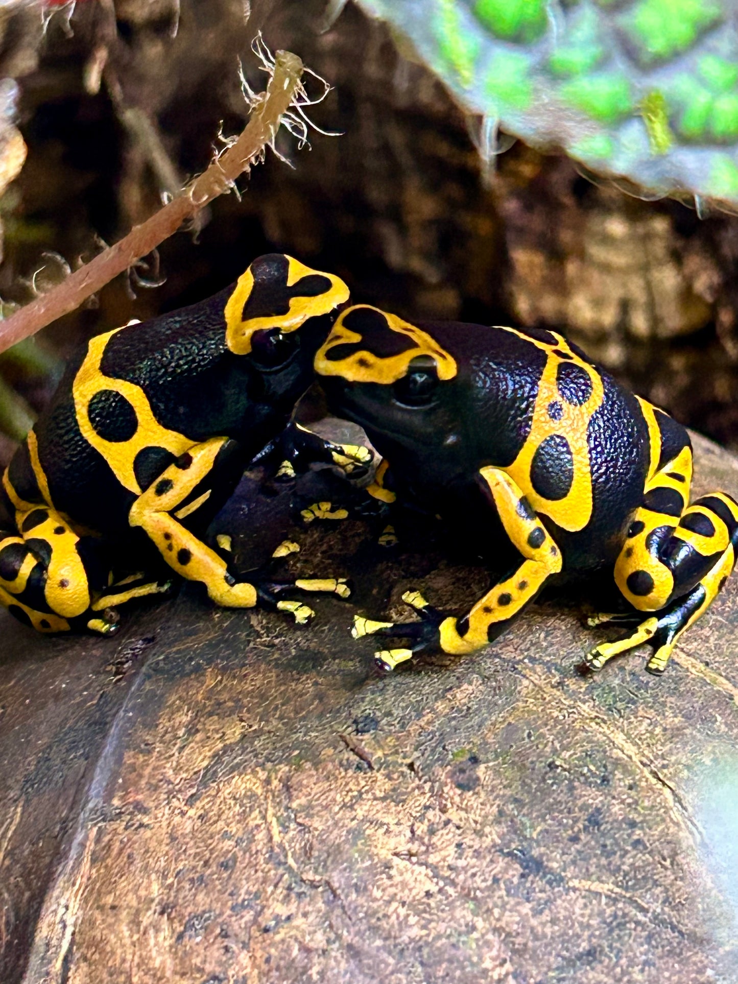 Dendrobates leucomelas “Standard”