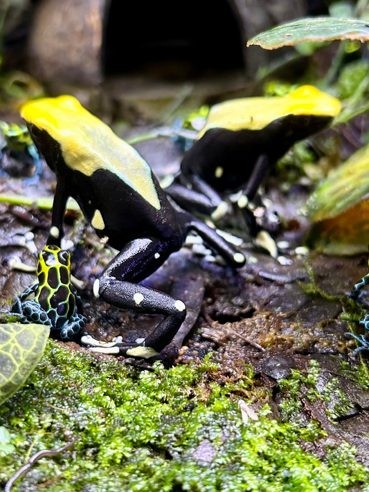 Dendrobates tinctorius "Yellow Back”