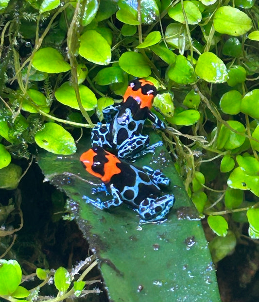 Ranitomeya benedicta “Shucushuyacu”