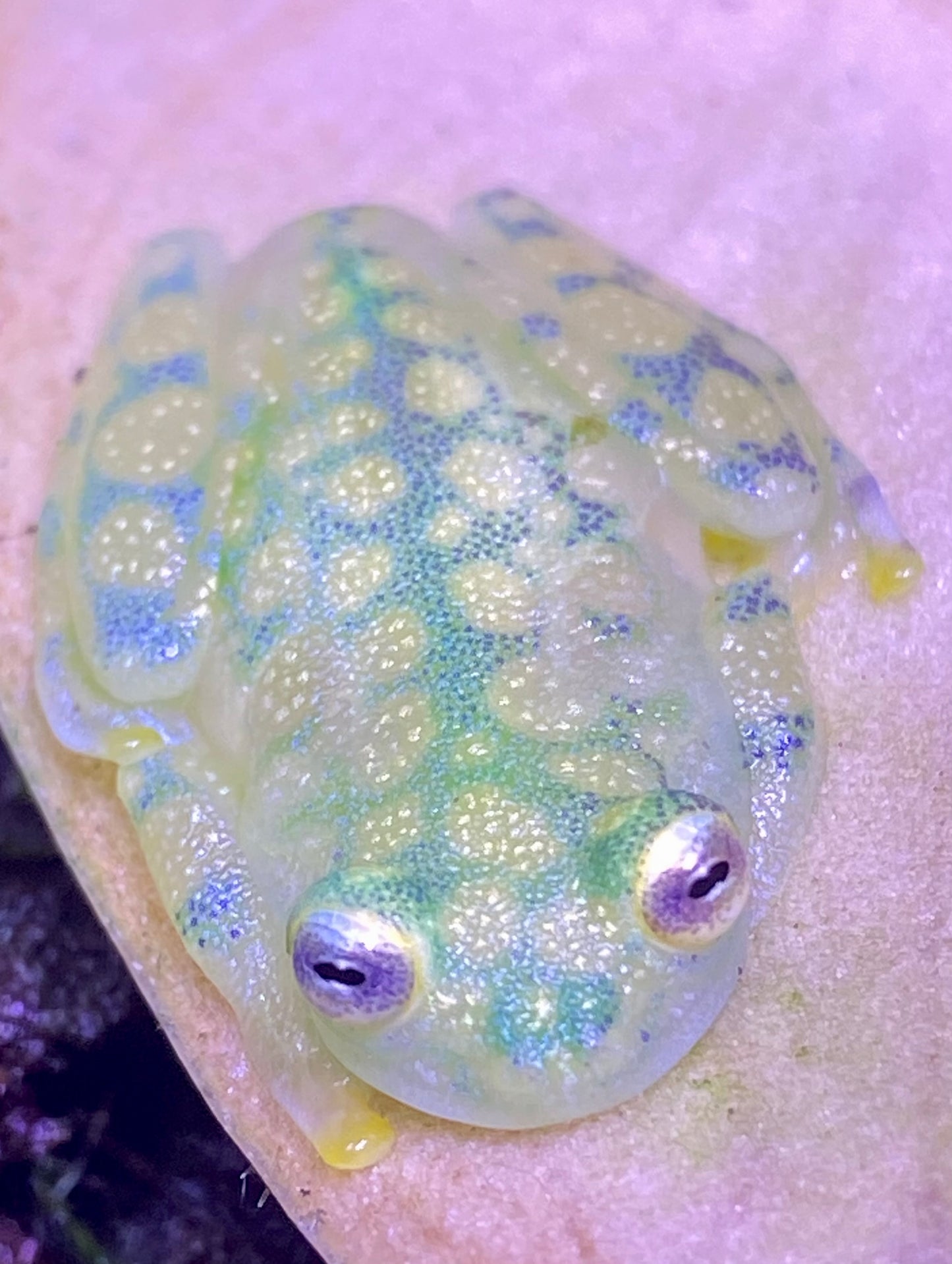 La Palma Glass Frogs (Hyalinobachium valerioi)