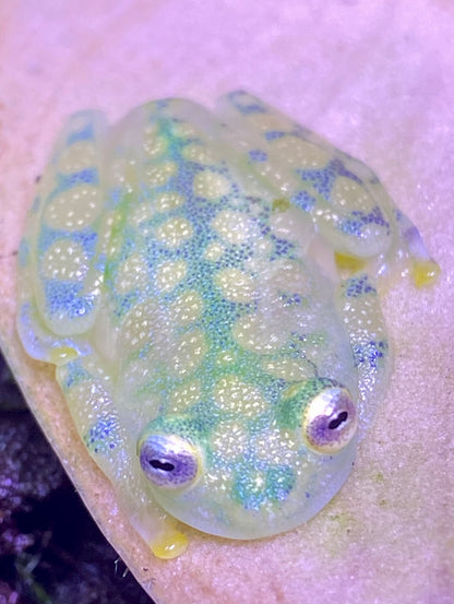 La Palma Glass Frogs (Hyalinobachium valerioi)