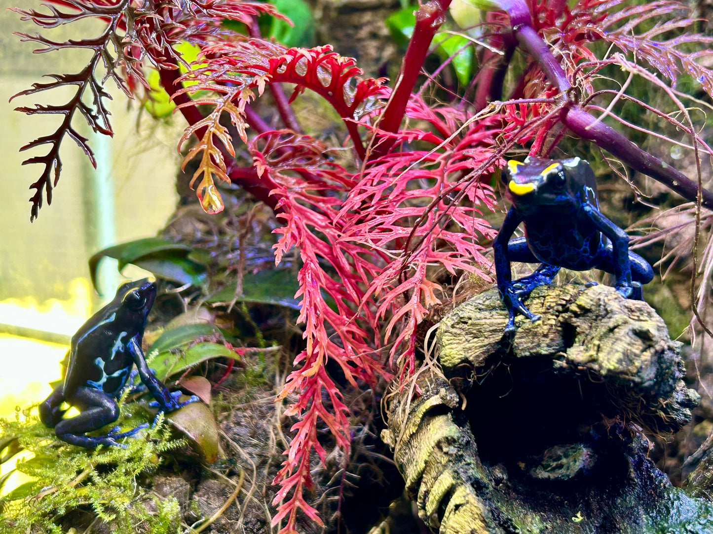 Dendrobates tinctorius "True Sipaliwini"