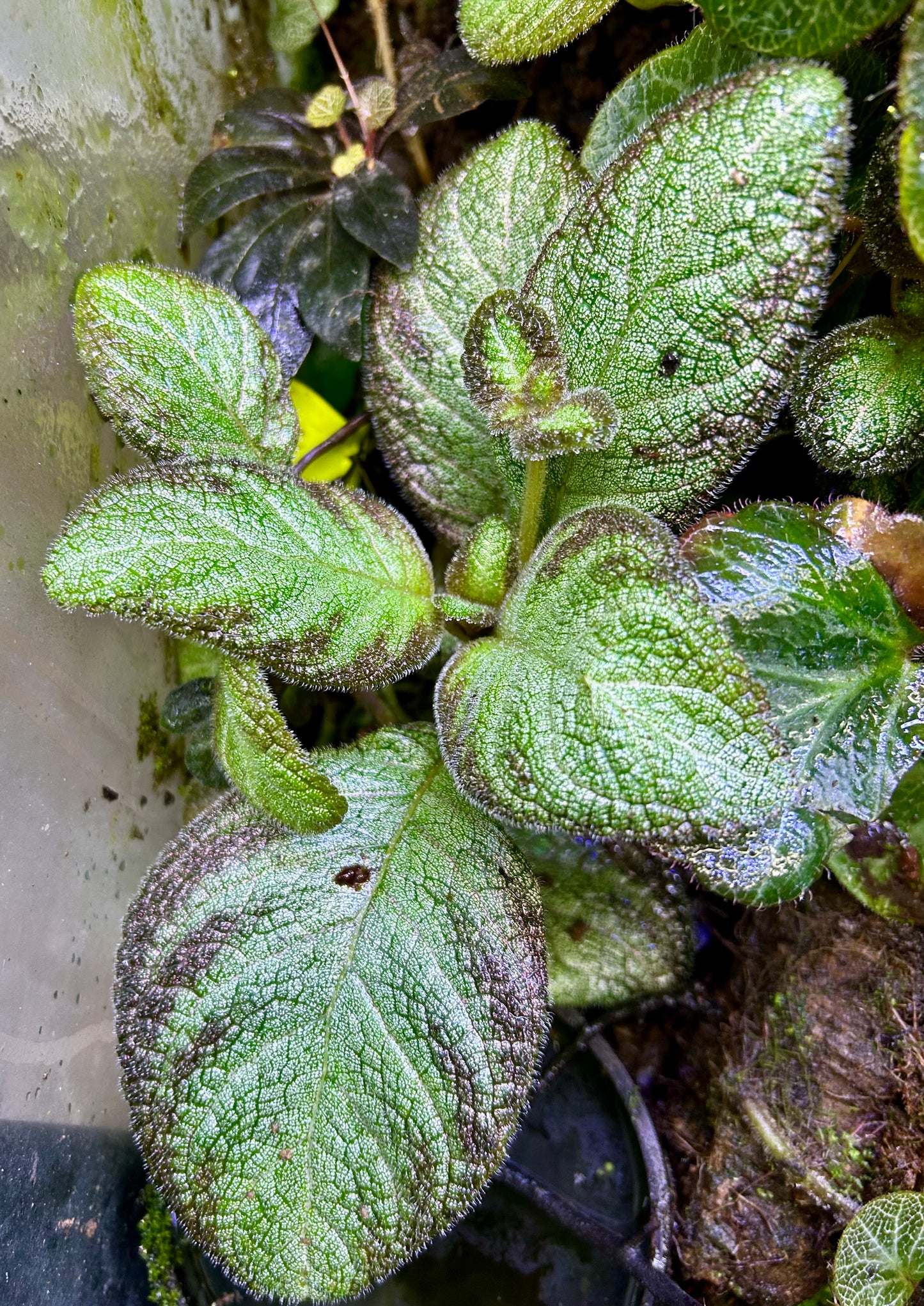 Episcia “Silver Skies”