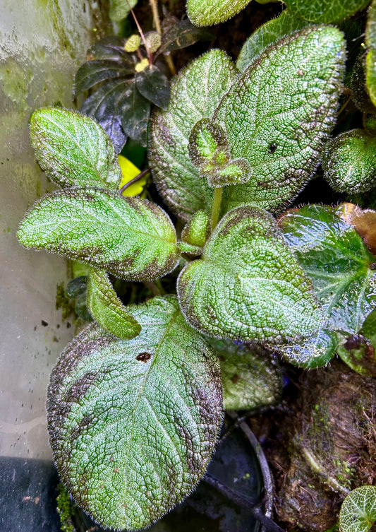 Episcia “Silver Skies”