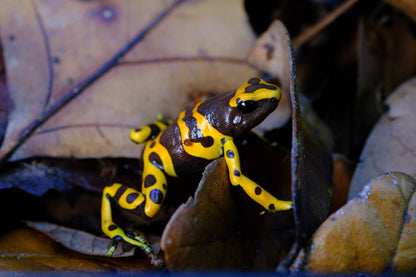 Dendrobates leucomelas “Chocolate”