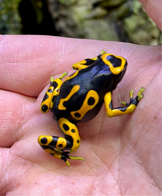 Dendrobates leucomelas “Clown”