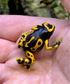 Dendrobates leucomelas “Clown”