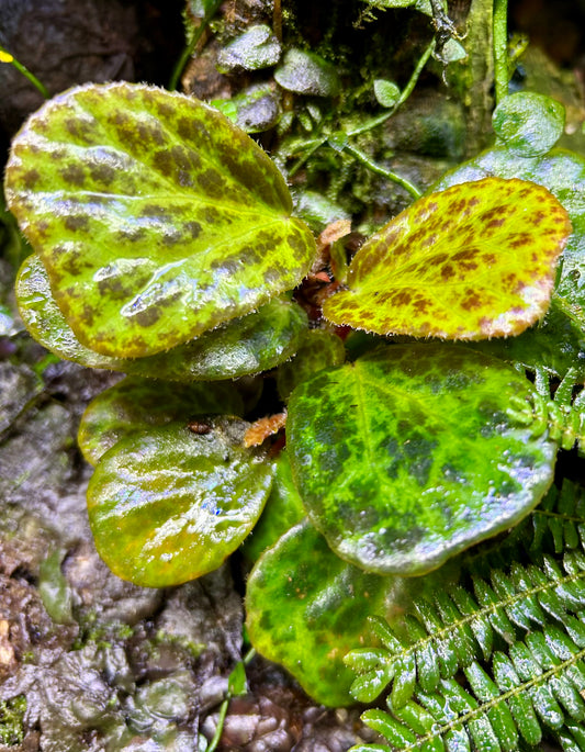 Begonia blancii “Mottled”