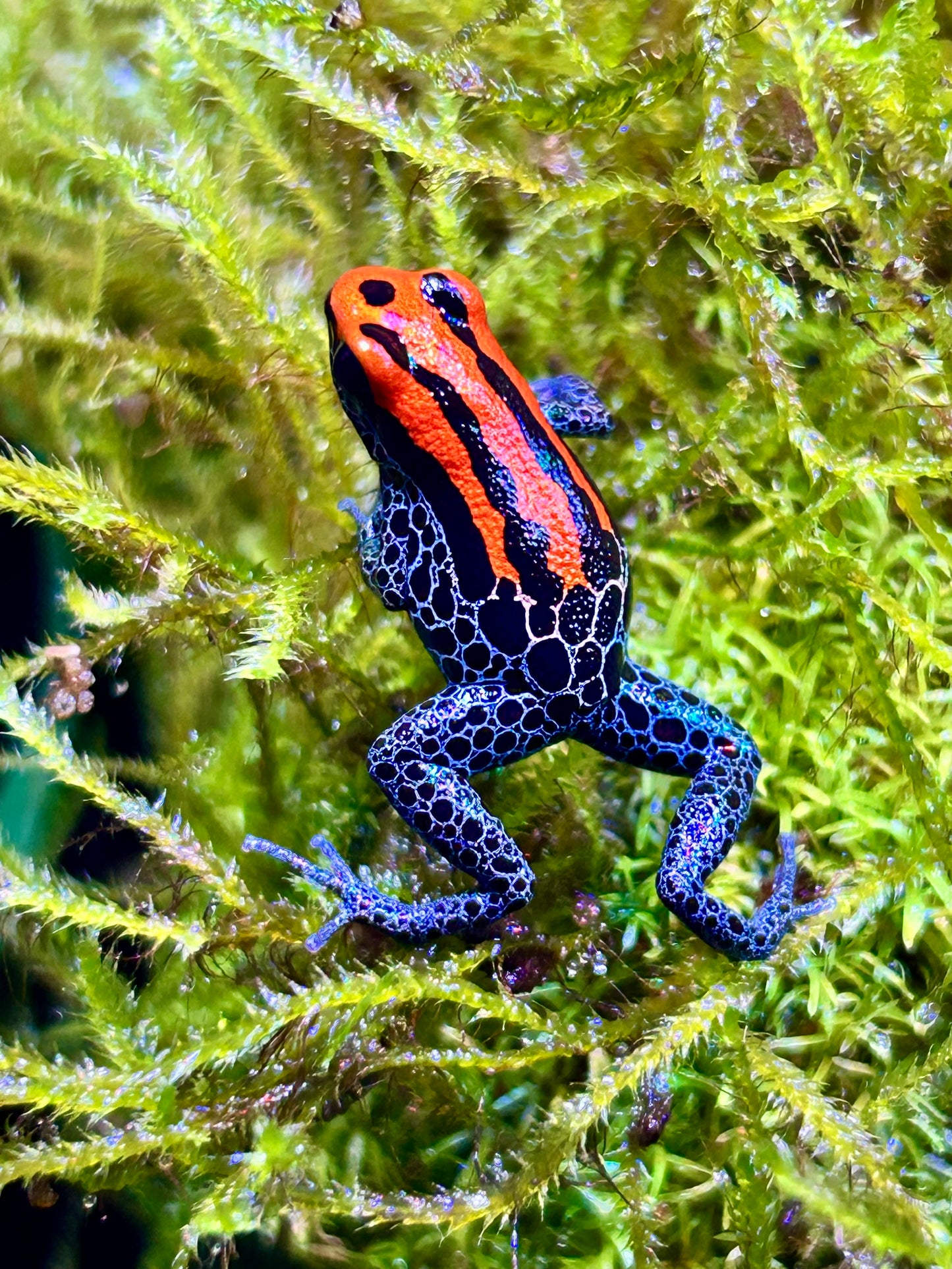 Ranitomeya reticulata “Striped”