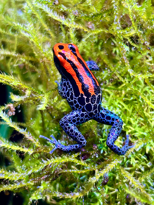 Ranitomeya reticulata “Striped”