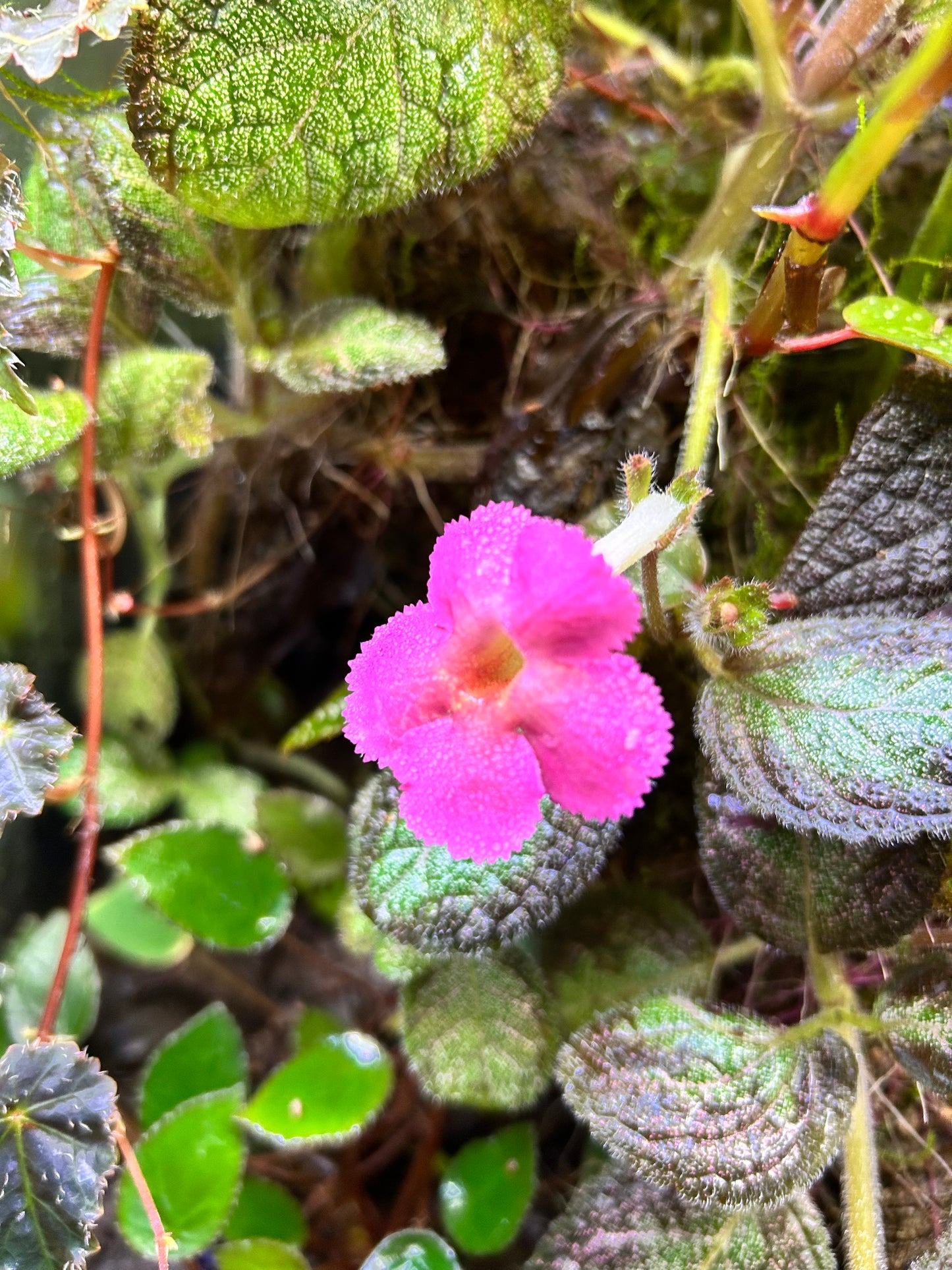 Episcia “Silver Skies”