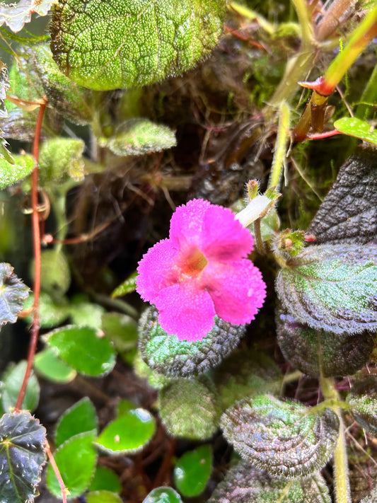 Episcia “Silver Skies”
