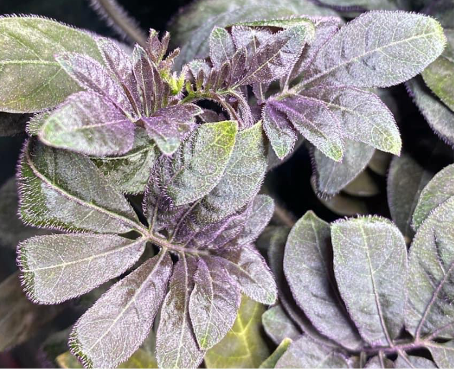 Solanum uleanum