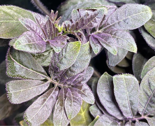Solanum uleanum