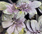 Solanum uleanum