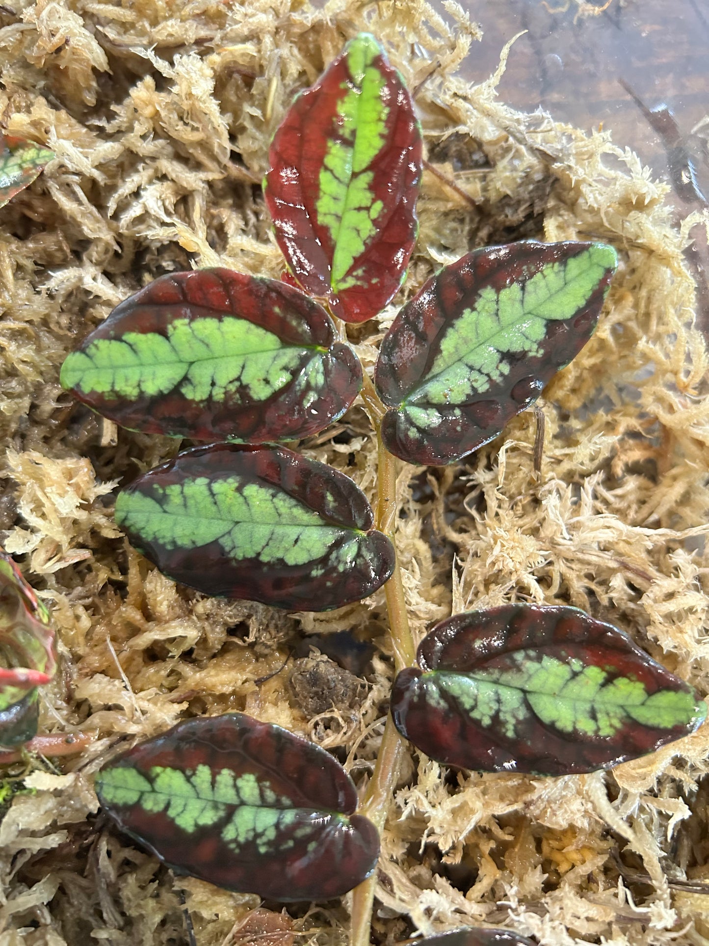 Pellionia repens