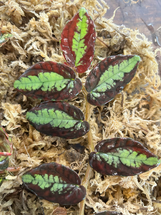 Pellionia repens