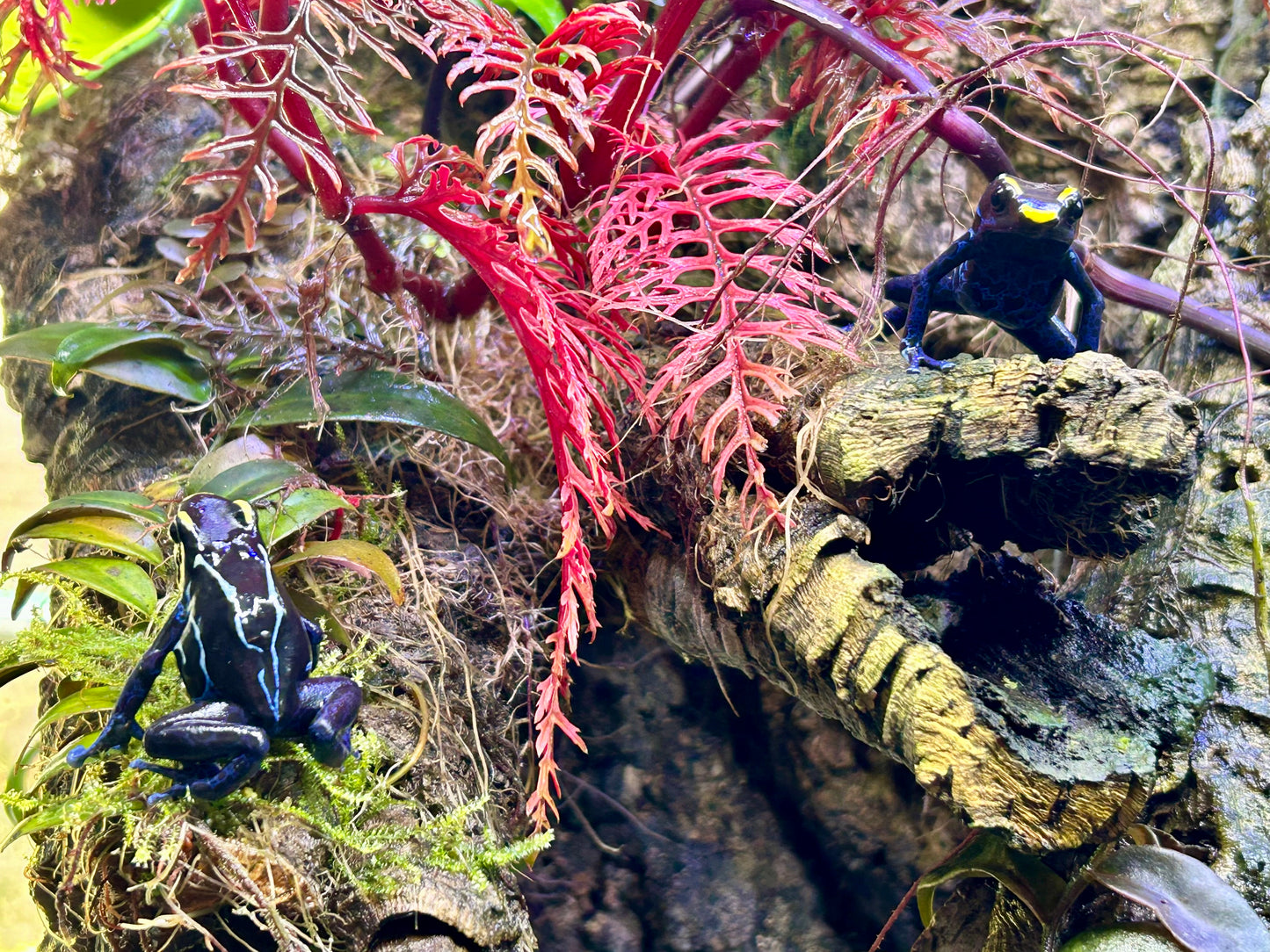 Dendrobates tinctorius "True Sipaliwini"