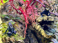 Dendrobates tinctorius "True Sipaliwini"