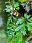 Begonia polliloensis