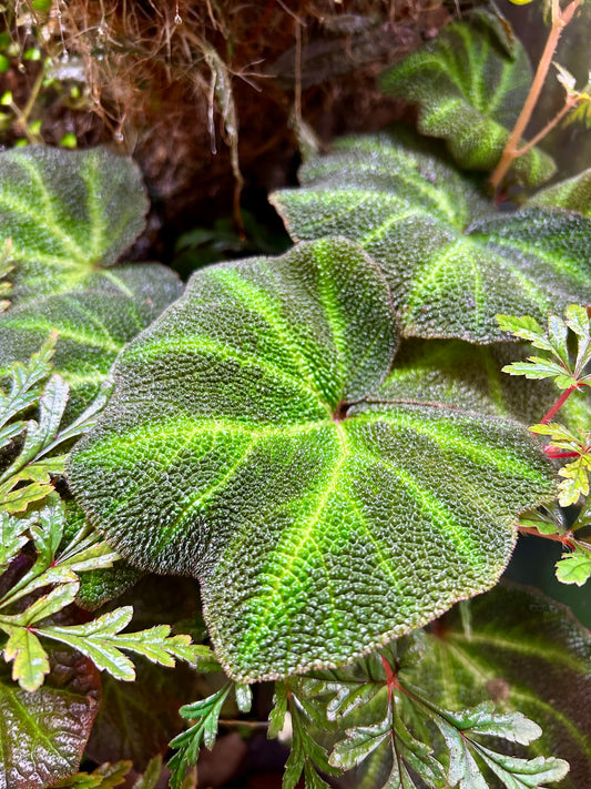 Begonia soli-mutata