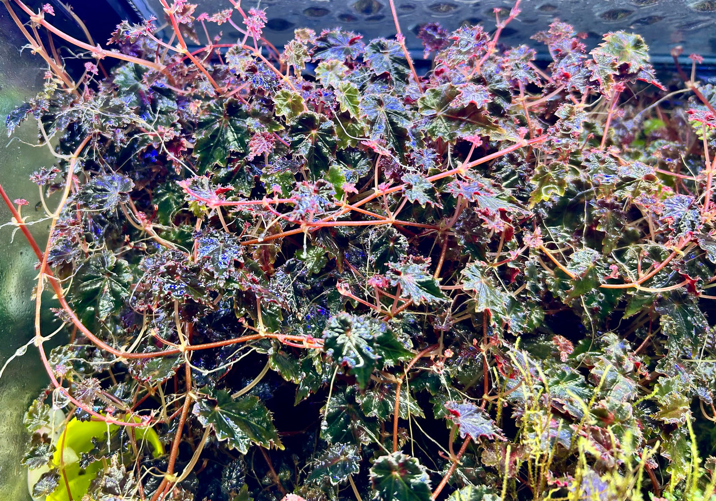 Begonia sp. “Maldonado”