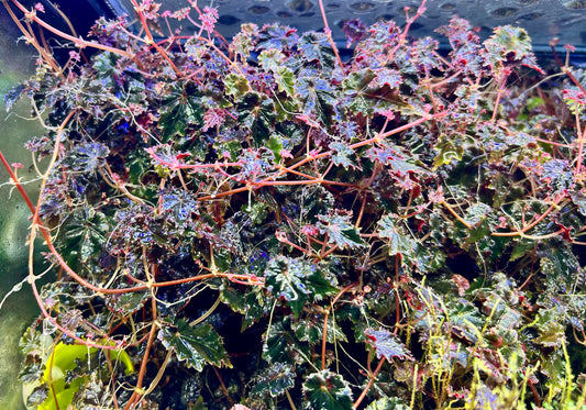 Begonia sp. “Maldonado”
