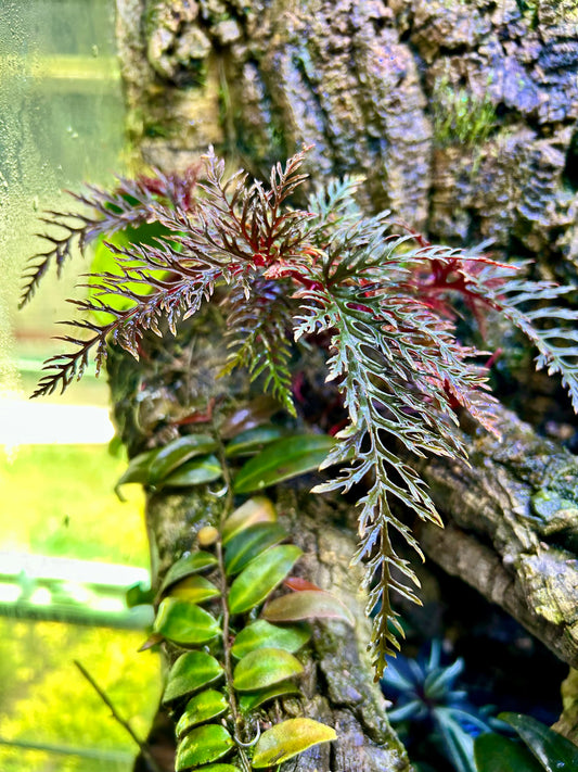 Begonia bipinnatifida