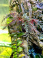 Begonia bipinnatifida