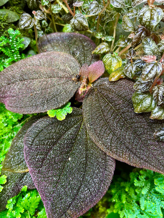 Triolena hirsuta “Santo Domingo”