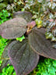 Triolena hirsuta “Santo Domingo”