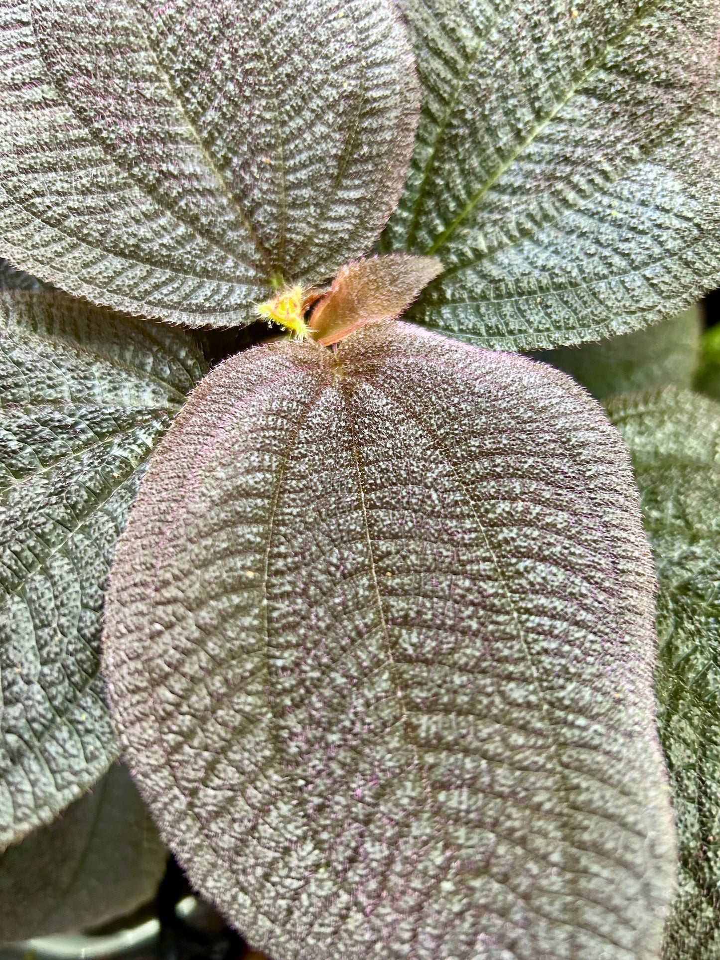 Triolena hirsuta “Santo Domingo”
