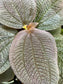 Triolena hirsuta “Santo Domingo”