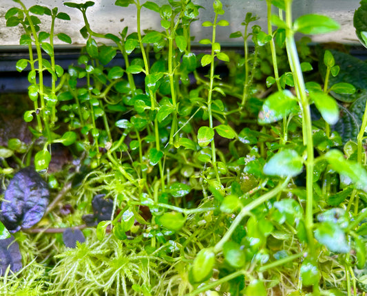 Baby Tears (Pilea depressa)