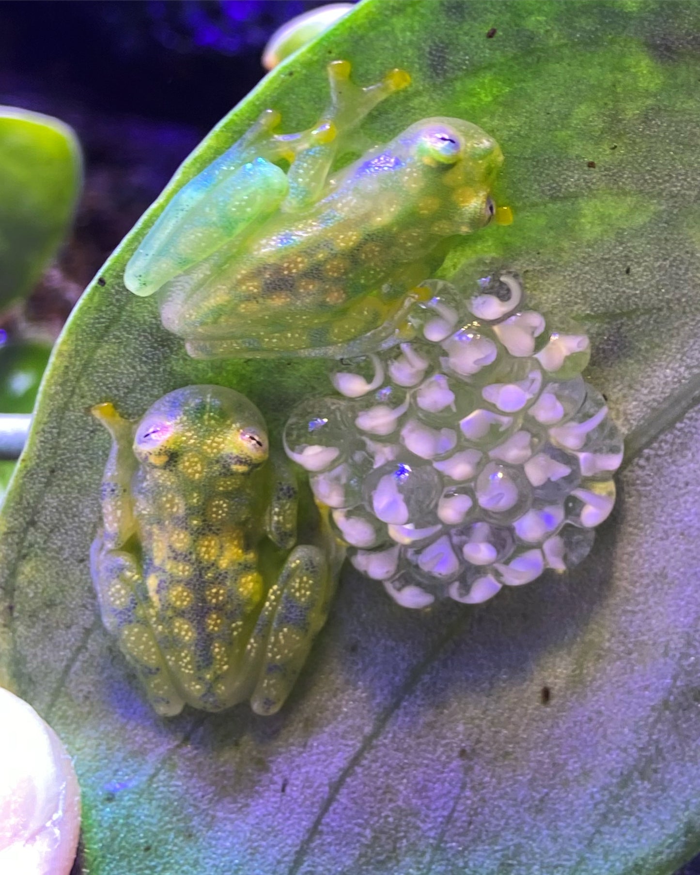 La Palma Glass Frogs (Hyalinobachium valerioi)