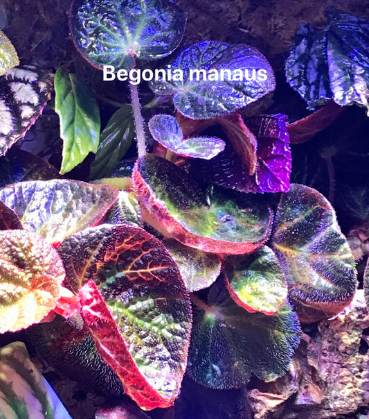 Begonia manaus